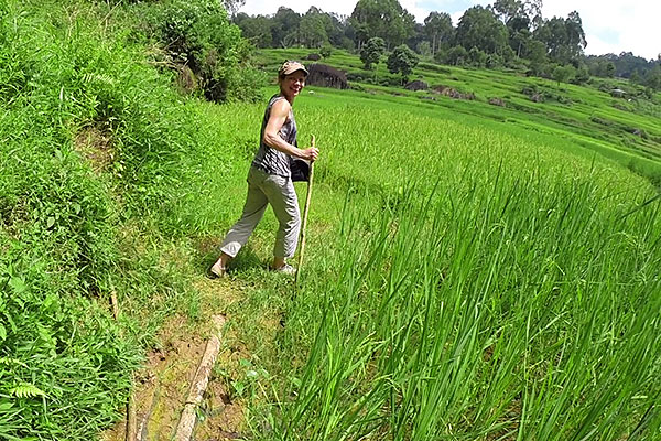 Randonnée au milieu des rizières en terrasse, dans las montagnes Toraja.