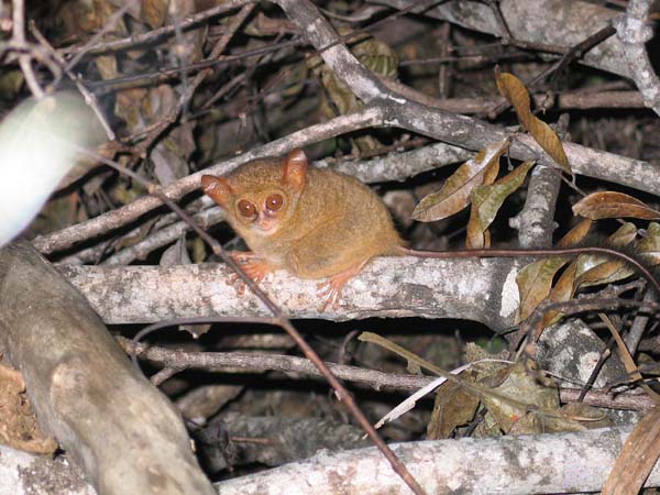 26 Tongkoko tarsier