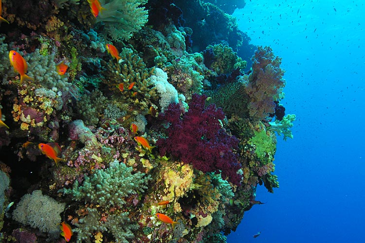 Recif de corail plein de sante par Pierre