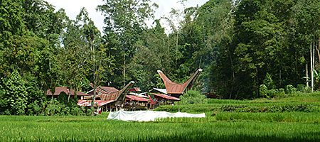 Magnifique village Toraja dans la montagne.