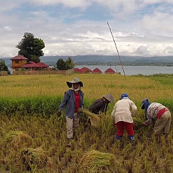Paysannes moissonant le riz au'dessus du lac Poso