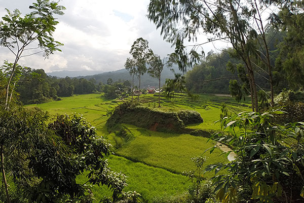 Splendide paysage typique de la région Toraja aux environ de Rantépao.
