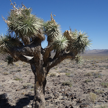 Arbre de Joshua à l'entrée de la Death Valley. Cet arbuste ce plait dans le désert.