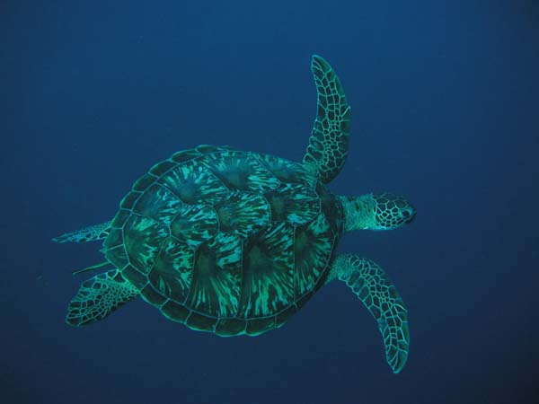 Green Turtle 2