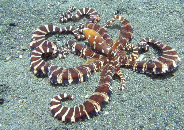 Mimic octopus