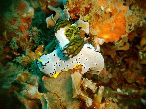 Nudi 1