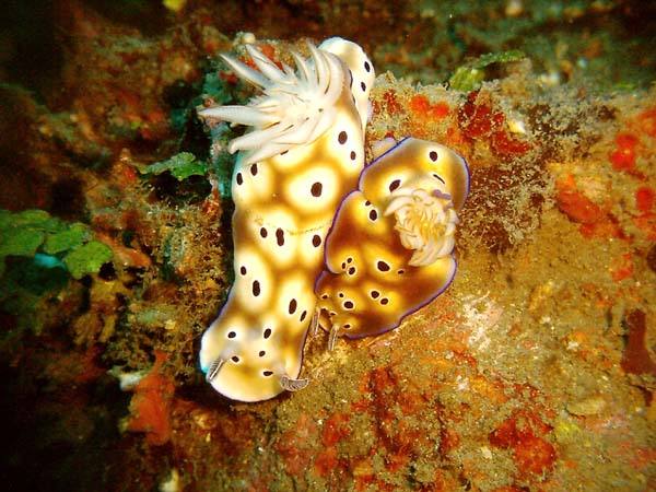 Nudi 2