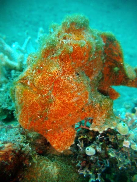 Orange Frogfish