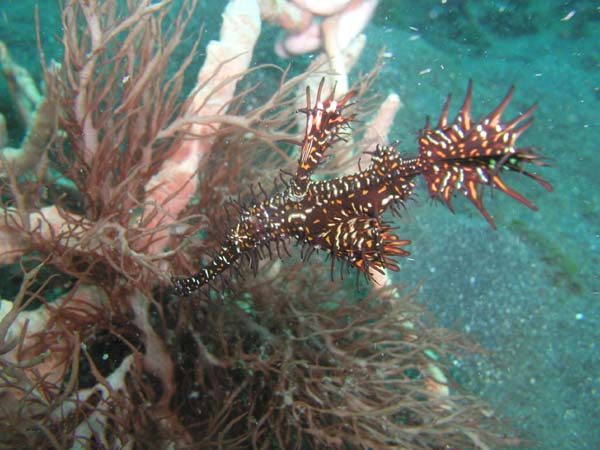 Ornate ghost pipefish