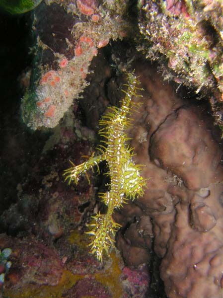 ghostpipefish