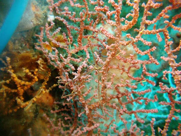 SpiderCrab on Seafan