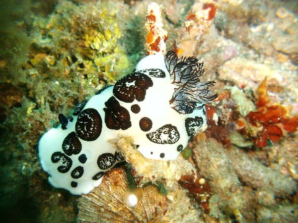 White Black Dot Nudi