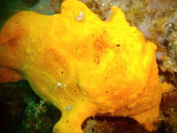 Yellow Frogfish