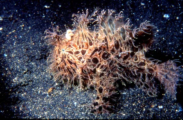 frogfish_hairy