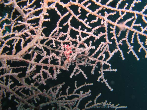 pygmy seahorse