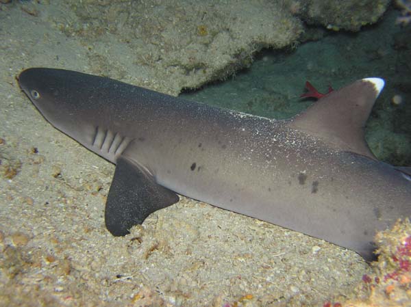 whitetip shark