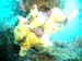 Yellow Clown Frogfish