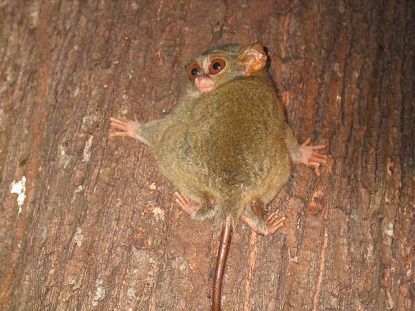 27 Tongkoko tarsier