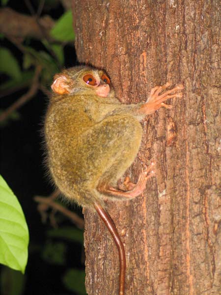 28 Tongkoko tarsier