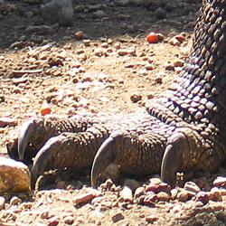 Griffes de dragon de Komodo