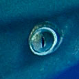 Oeuil de requin longimanus