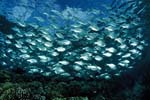 Banc de sardines